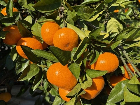 美味しさに食べてびっくり「みかんの瓶詰め」900ｇ