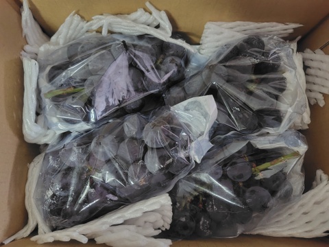 ぶどうの王道！種無し巨峰1.5kg（3〜6房）