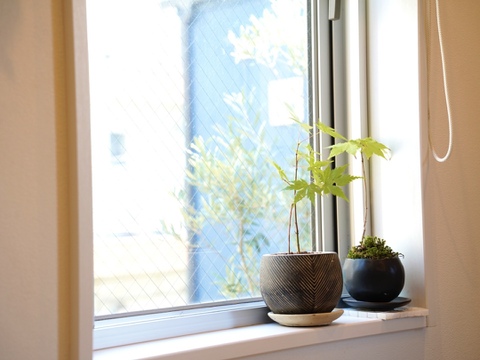 ミニ観葉植物【サンスベリアバキュラリス × 白丸陶器】高さ約33cm×横約