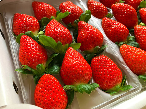 【冬ギフト】朝摘み直送！『かおり野』240g×2P