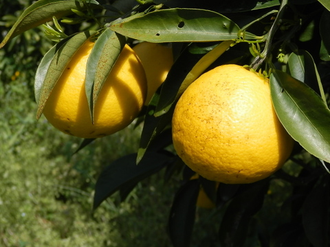 【自然栽培】日向夏/甘夏みかんの2種詰合せ 5㎏箱詰-農薬不使用/無肥料/無除草剤-