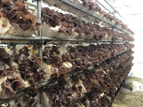 【お鍋にどうぞ】プリプリコリコリ食感に感動☆生きくらげ200g×4