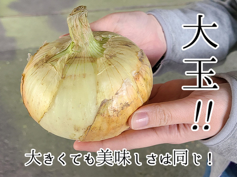 【大玉サイズ/20kg】淡路島産新たまねぎ 兵庫県認証食品