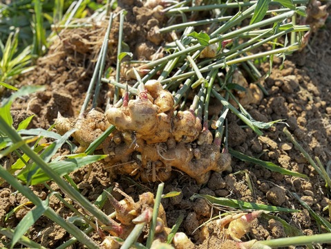 熊本生姜 土付き囲い生姜 1 5 kg 生姜専門店GINGER FACTORY / 【種生姜】熊本県産無農薬生姜1kg+