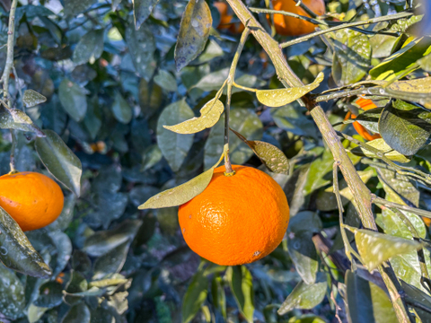 ［3kg］《あすみ》濃厚でコクのある甘さ×パリパリ食感の果肉！（大小混合・訳あり）