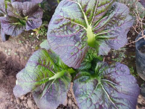 ✨農薬・化成肥料不使用の高菜400g+小松菜500g✨