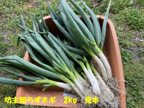 【農薬・化学肥料不使用】坊主知らずネギ　2kg　岐阜県産　農家の台所から～希少ネギ★ﾈｰｷﾞﾈｷﾞY(^o^)Y葱Y(^o^)Yﾈｷﾞﾈ-ｷﾞ★