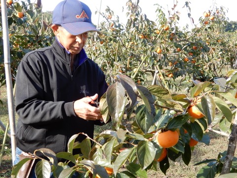 美味しさに自信あり！　甘柿「陽豊」10～12個3.5kg以上　令和5年「太秋柿」茨城県知事賞を受けた栽培技術と柿愛あふれる情熱で育てています。