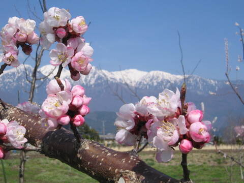 あんずジャム（200ｇビン×５個入り）長野県産あんず使用
