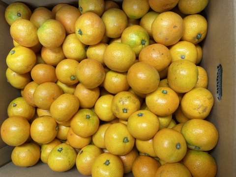 【ゆら早生】小玉3キロ　有田みかん