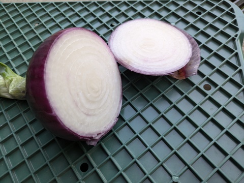 レッドスター玉葱】鮮やかな赤・玉ねぎ 福岡産 1.9kg：福岡県産