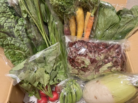 ＼シャキうま！／南房総の旬野菜セット！セレクトおまかせ【8品目】