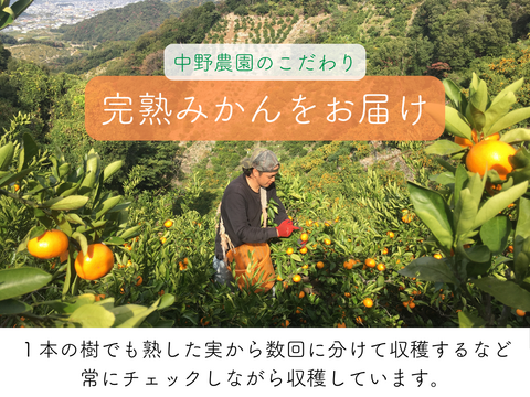 超ジューシー！ゆら早生 有田みかん 3ｋｇ 家庭用