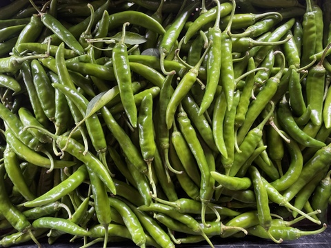 【収穫当日出荷！】激辛！青唐辛子 栽培期間中農薬不使用 300g 宅配便でお届け