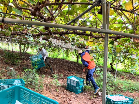 訳アリ格安！果汁たっぷり香川県産大玉キウイ『さぬきゴールド』(ご家庭用・12kg)