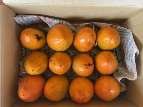 【順次発送中】『干し柿用』 渋柿2kg 自然栽培 干し柿 柿 渋柿（8個～12個）