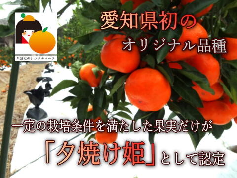 【冬ギフト】甘～い完熟みかんの食べ比べセット！レア品種も入った３品種が楽しめる豪華な詰め合わせ！厳選プレミアムギフト『極み』　黒の化粧箱　三種詰め合わせ　約１ｋｇ入「熨斗対応可」【商品番号141】