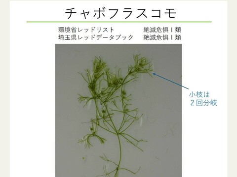 一等米【自然栽培】コシヒカリ【玄米５ｋｇ】熊谷の太陽🌞自然が育てたお米🌱栽培期間中農薬不使用・化学肥料不使用・除草剤・動物性堆肥不使用✨食べチョクAW2023米・穀類🥇１位受賞【福袋】令和7年産