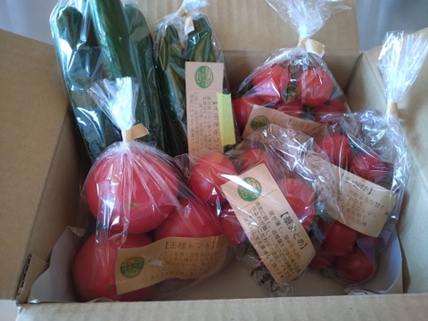初めてご注文のお客様へ【初回限定】ぶるベジトマトのお試し！旬🍅の詰合せ♪（とまと４品種＋朝モギきゅうり）