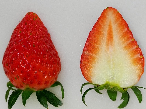 よつぼし☆小粒1kg