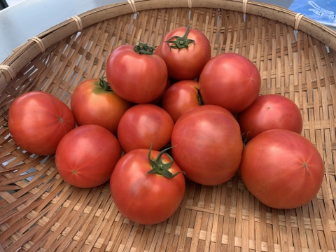 限定セット　トマトB品、はじき品（4kg箱詰め切り）