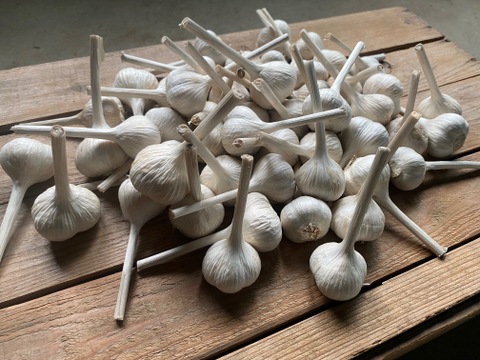 農薬・化学肥料不使用！食欲誘う香ばしさ！平戸にんにく(1kg)