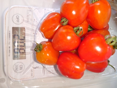 旬のミニトマト！甘いですよー