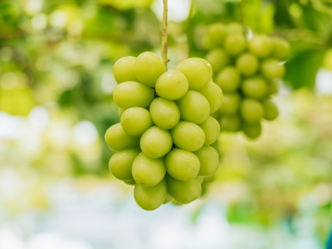 パリッとジューシー！香り弾ける！『シャインマスカット』（２房/合計約１.２kg）【贈答・ご褒美】