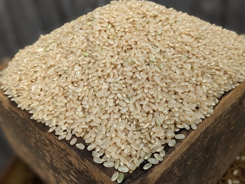 《プチプチ触感》玄米２.１KG（約14合分）五島列島産 土着微生物を活かした自然農業での栽培