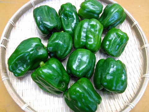 肉厚系ピーマン 約200g