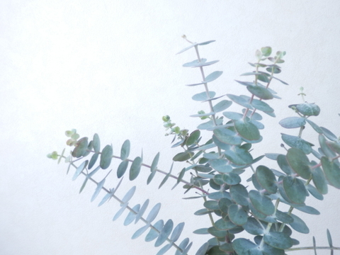 ユーカリ枝物【ベイビーブルー】(30～40㎝/10本)インテリアをおしゃれに！アレンジにも