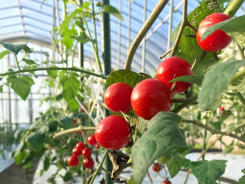 有機JAS認証『ミニトマト「エコスイート」2kg』ぷりぷり果肉とやさしい甘みの有機ミニトマト！