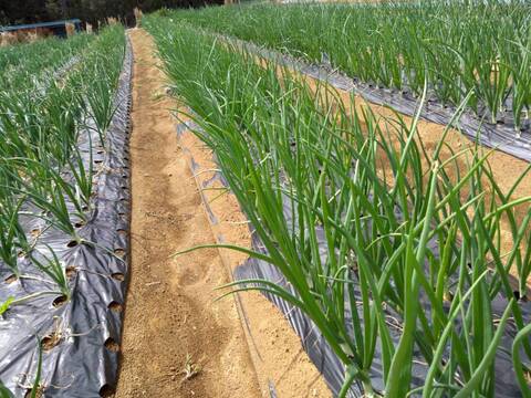 【日テレ出演で話題】💡市場では絶対に入手困難『鳳凰の雫』400年の伝統土壌で培われたブランド玉ねぎ🧅お試し約1キロ