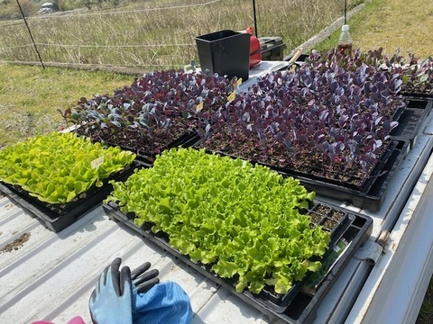 栄養満点！彩り鮮やかな✨ムラサキキャベツ　５キロ箱　（例:400～1,000キロサイズで詰め合わせ）