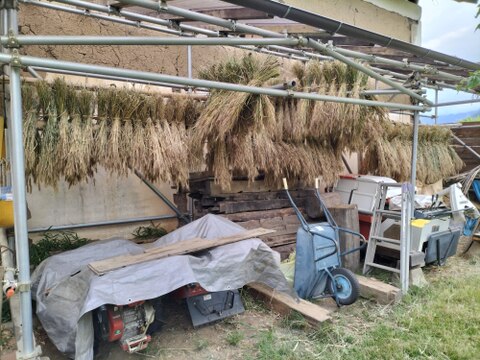 【自然栽培】玄小麦　１．５ｋｇ