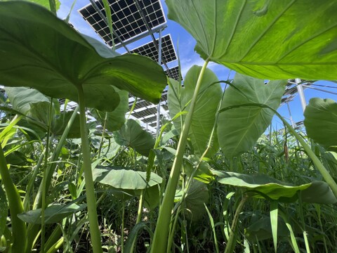 ☆有機JAS認証☆里芋とにんじんのセット(1kg)