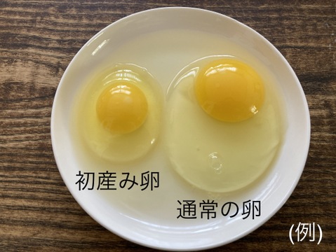 🌸ご予約受付中🎵　🐓春だけのお楽しみ「初産み卵」🥚✨