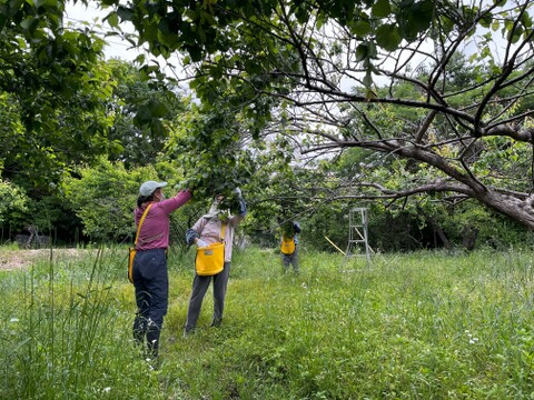 【白加賀・青梅】自然栽培 農薬・化学肥料不使用の安心梅！サイズ混合4kg