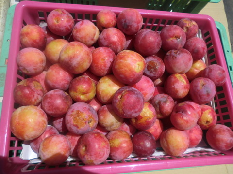 訳ありB品すもも　自然栽培すもも