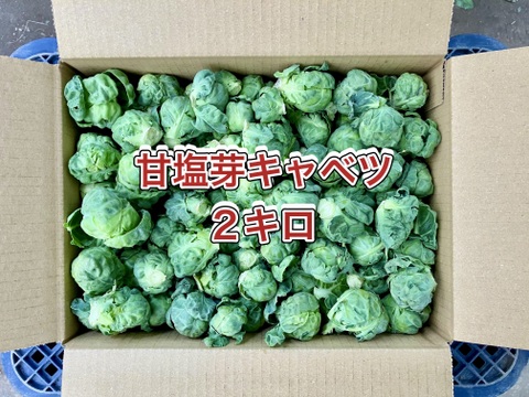 【鹿児島産】甘塩芽キャベツ箱込み2キロ^_^