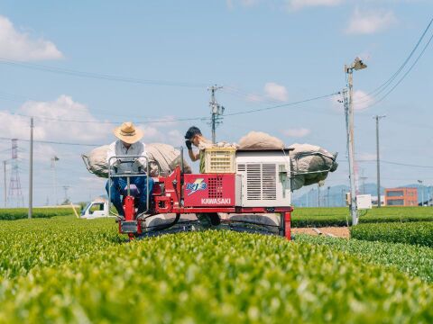 新茶深蒸し茶　なごみ一番茶