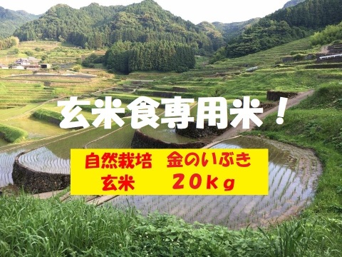 【新米】【令和６年産】自然栽培「金のいぶき」玄米　２０ｋｇ　＋　高オレイン酸大豆２ｋｇ