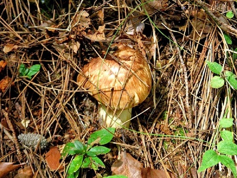 天然松茸』50ｇ前後！ 9月下旬～10月下旬のお届け 山形県産 予約：山形