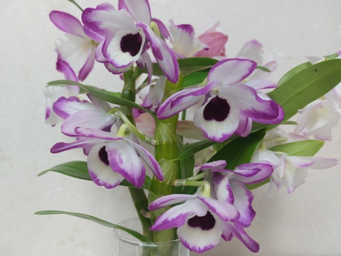 蘭 らん ランの切り花 ミニサイズ 愛知県産の花 植物 食べチョク 産地直送 産直 お取り寄せ通販 農家 漁師から旬の食材を直送 蘭 らん ランの切り花 ミニサイズ 愛知県産の花 植物 食べチョク 産地直送 産直 お取り寄せ通販 農家 漁師から旬の食材を直送