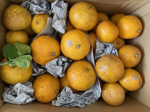 箱込み6kg 3種の柑橘（河内晩柑・自然栽培の紅河内晩柑・甘夏）【柑橘食べ比べ】