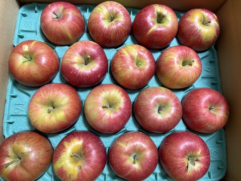 【家庭用】シャキシャキ！ サンふじ 約10kg 信州りんご