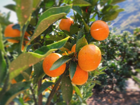 滴る果汁・甘〜い石地みかん5kg　ご家庭用（２S〜LL：約５５個）