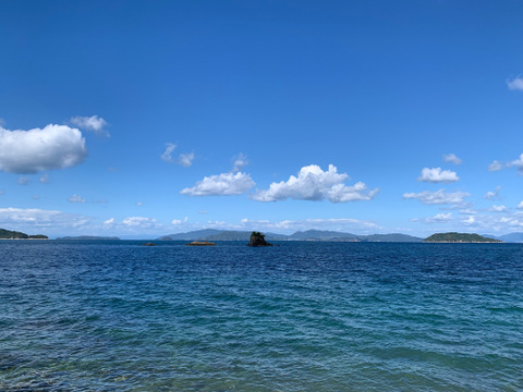 めちゃくちゃ希少！プリンセス48（愛媛果試48号）のストレートジュース！