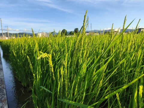 2023年11月上旬からの発送です！
【自然栽培のお米】お餅をするなら、日本で一番のもち米「羽二重糯はぶたえもち」15kg（10升）★玄米・白米・５分づき米選べます★