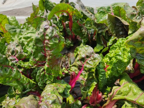 ✨【色彩の宝石箱】農薬・化学肥料不使用で育てた、鮮やかスイスチャード 約700g✨